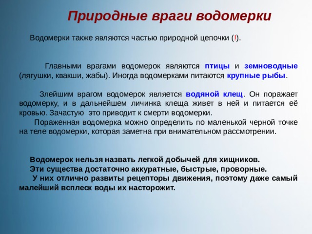 Природные враги водомерки  Водомерки также являются частью природной цепочки ( ! ).  Главными врагами водомерок являются птицы и земноводные (лягушки, квакши, жабы). Иногда водомерками питаются крупные рыбы .  Злейшим врагом водомерок является водяной клещ . Он поражает водомерку, и в дальнейшем личинка клеща живет в ней и питается её кровью. Зачастую это приводит к смерти водомерки.  Пораженная водомерка можно определить по маленькой черной точке на теле водомерки, которая заметна при внимательном рассмотрении.  Водомерок нельзя назвать легкой добычей для хищников.  Эти существа достаточно аккуратные, быстрые, проворные.  У них отлично развиты рецепторы движения, поэтому даже самый малейший всплеск воды их насторожит. 