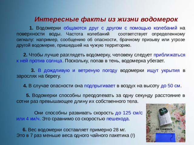 Интересные факты из жизни водомерок  1. Водомерки общаются друг с другом  с помощью колебаний на поверхности воды. Частота колебаний соответствует определенному сигналу: например, сообщению об опасности, брачному призыву или угрозе другой водомерке, пришедшей на чужую территорию.   2. Чтобы лучше разглядеть водомерку, человеку следует приближаться к ней против солнца . Поскольку, попав в тень, водомерка убегает.  3.  В дождливую и ветреную погоду водомерки ищут укрытия в зарослях на берегу.  4. В случае опасности она подпрыгивает в воздух на высоту до 50 см .  5. Водомерки способны преодолевать за одну секунду расстояние в сотни раз превышающее длину их собственного тела.  Они способны развивать скорость до 125 см/с или 4 км/ч . Это сравнимо со скоростью пешехода .  6. Вес водомерки составляет примерно 28 мг. Это в 7 раз меньше веса одного чайного пакетика (!) 