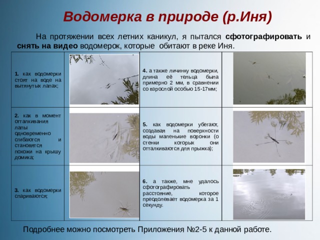 Почему водомерки не тонут. Загадка про водомерку. Водомерка где обитает. Водомерка стишок. Кто ест водомерок.