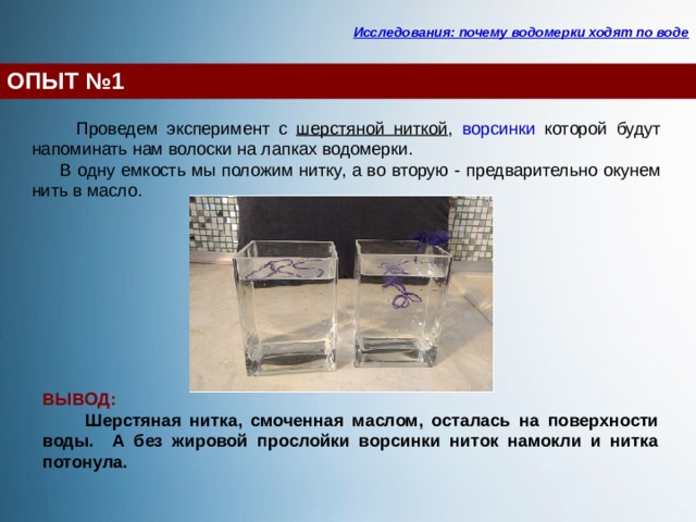 Исследования: почему водомерки ходят по воде ОПЫТ №1  Проведем эксперимент с шерстяной ниткой , ворсинки которой будут напоминать нам волоски на лапках водомерки.  В одну емкость мы положим нитку, а во вторую - предварительно окунем нить в масло.  ВЫВОД:  Шерстяная нитка, смоченная маслом, осталась на поверхности воды. А без жировой прослойки ворсинки ниток намокли и нитка потонула. 