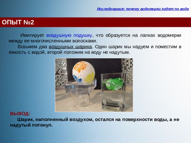 Исследования: почему водомерки ходят по воде ОПЫТ №2  Имитирует воздушную подушку , что образуется на лапках водомерки между ее многочисленными волосками.  Возьмем два воздушных шарика . Один шарик мы надуем и поместим в емкость с водой, второй положим на воду не надутым.  ВЫВОД:  Шарик, наполненный воздухом, остался на поверхности воды, а не надутый потонул. 