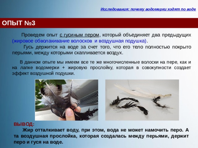 Исследования: почему водомерки ходят по воде ОПЫТ №3  Проведем опыт с гусиным пером , который объединяет два предыдущих (жировое обволакивание волосков и воздушная подушка) .  Гусь держится на воде за счет того, что его тело полностью покрыто перьями, между которыми скапливается воздух.   В данном опыте мы имеем все те же многочисленные волоски на пере, как и на лапке водомерки + жировую прослойку, которая в совокупности создает эффект воздушной подушки.  ВЫВОД:  Жир отталкивает воду, при этом, вода не может намочить перо. А та воздушная прослойка, которая создалась между перьями, держит перо и гуся на воде. 