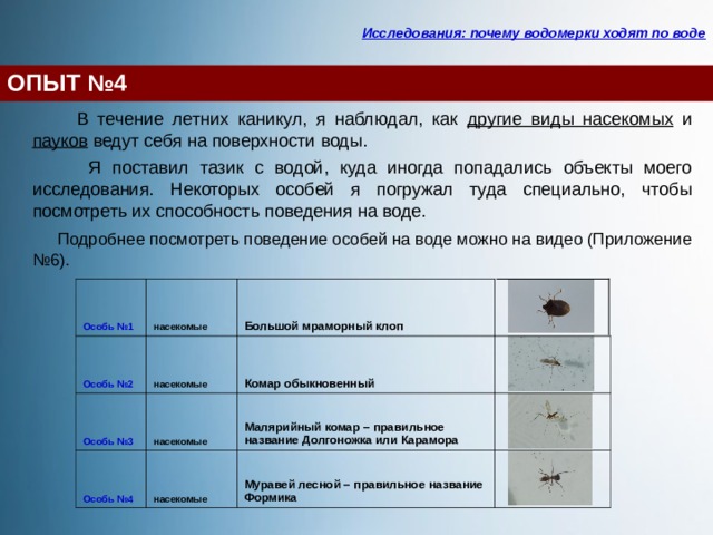 Исследования: почему водомерки ходят по воде ОПЫТ №4  В течение летних каникул, я наблюдал, как другие виды насекомых и пауков ведут себя на поверхности воды.  Я поставил тазик с водой, куда иногда попадались объекты моего исследования. Некоторых особей я погружал туда специально, чтобы посмотреть их способность поведения на воде.  Подробнее посмотреть поведение особей на воде можно на видео (Приложение №6). Особь №1 насекомые Особь №2 Особь №3 Большой мраморный клоп насекомые Особь №4 Комар обыкновенный насекомые   Малярийный комар – правильное название Долгоножка или Карамора насекомые   Муравей лесной – правильное название Формика    