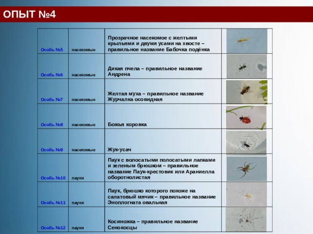 ОПЫТ №4 Особь №5 насекомые Особь №6 Прозрачное насекомое с желтыми крыльями и двумя усами на хвосте – правильное название Бабочка подёнка насекомые Особь №7 насекомые Особь №8   Дикая пчела – правильное название Андрена Особь №9 насекомые Желтая муха – правильное название Журчалка осовидная   насекомые Божья коровка Особь №10   пауки   Жук-усач Особь №11 Паук с волосатыми полосатыми лапками и зеленым брюшком – правильное название Паук-крестовик или Араниелла оборотнолистая   Особь №12 пауки   пауки Паук, брюшко которого похоже на салатовый мячик – правильное название Эноплогната овальная Косиножка – правильное название Сенокосцы      