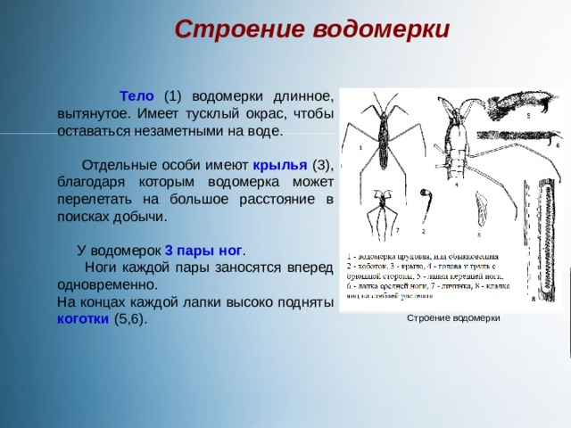 Механизм передвижения водомерки. Строение водомерки схема. Контроллер Водомерка Воля инструкция.