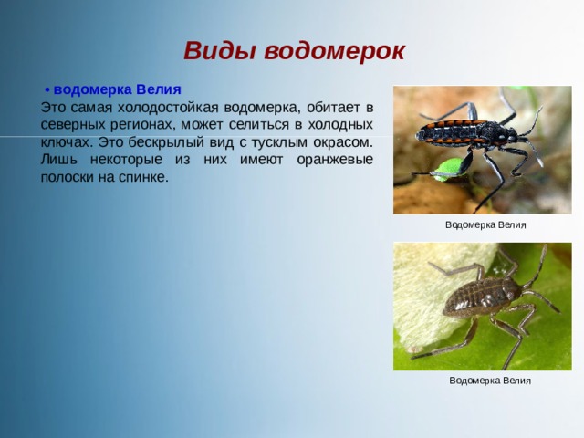 Виды водомерок • водомерка Велия Это самая холодостойкая водомерка, обитает в северных регионах, может селиться в холодных ключах. Это бескрылый вид с тусклым окрасом. Лишь некоторые из них имеют оранжевые полоски на спинке. Водомерка Велия Водомерка Велия 