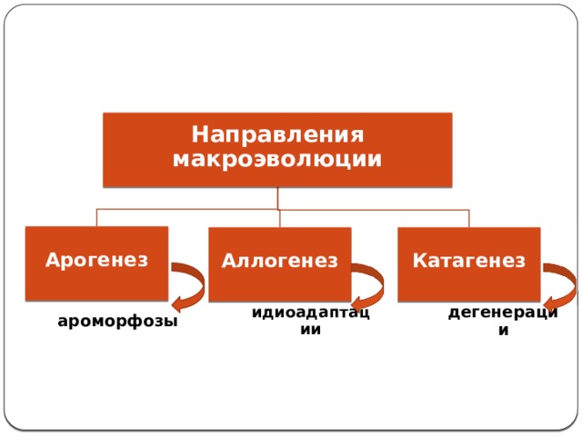 Направления макроэволюции схема