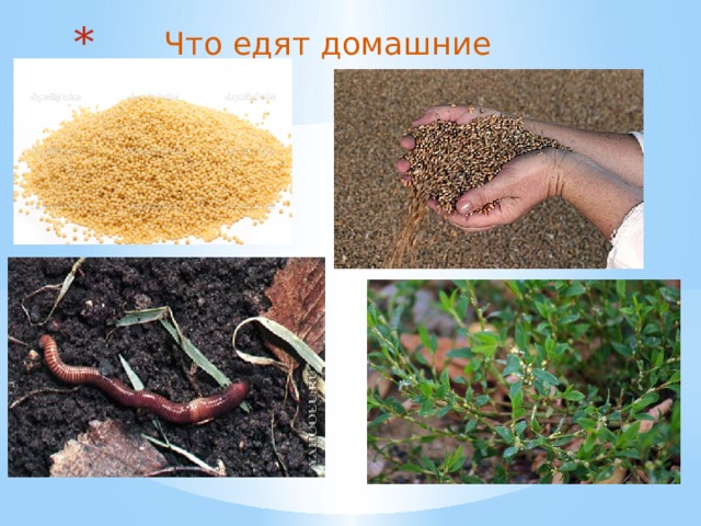 Что едят домашние птицы ? 
