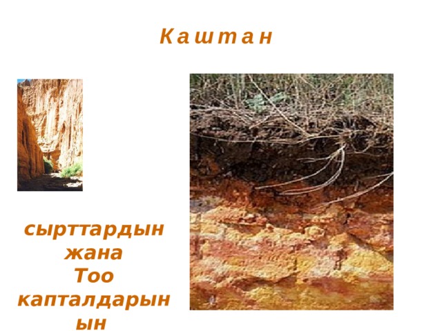 Каштан  сырттардын жана Тоо капталдарынын  