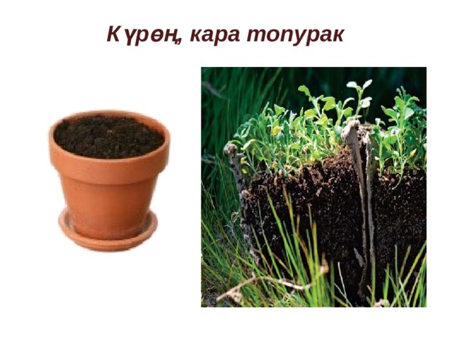 Күрөң, кара топурак 