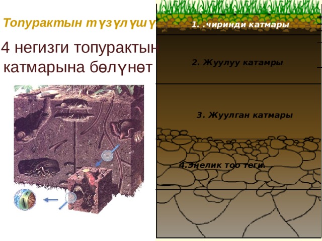 Топурактын түзүлүшү 1. .чиринди катмары  4 негизги топурактын  катмарына бөлүнөт : 2. Жуулуу катамры 3. Жуулган катмары 4.Энелик тоо теги. 