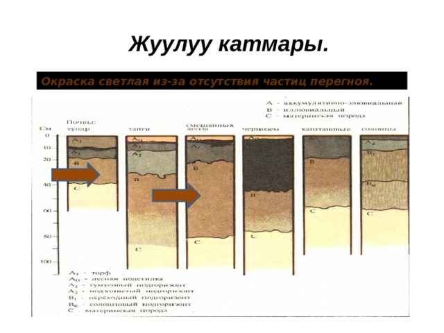 Жуулуу катмары. Окраска светлая из-за отсутствия частиц перегноя. 