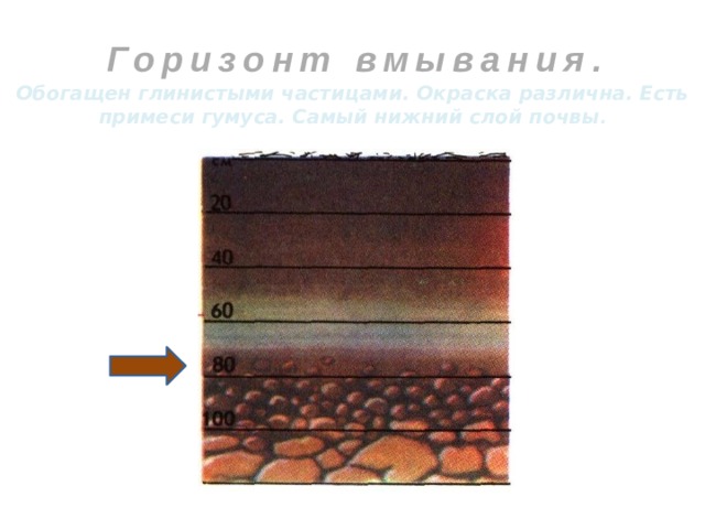 Горизонт вмывания. Обогащен глинистыми частицами. Окраска различна. Есть примеси гумуса. Самый нижний слой почвы . 