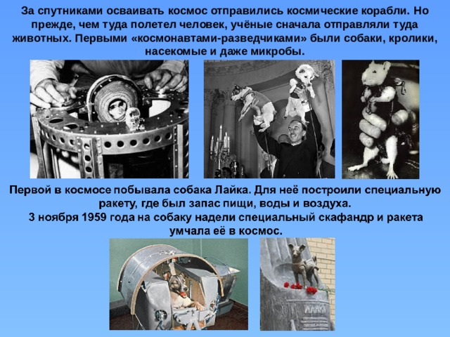 За спутниками осваивать космос отправились космические корабли. Но прежде, чем туда полетел человек, учёные сначала отправляли туда животных. Первыми «космонавтами-разведчиками» были собаки, кролики, насекомые и даже микробы.  