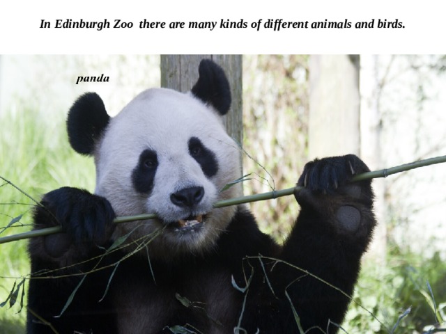 In Edinburgh Zoo there are many kinds of different animals and birds.   