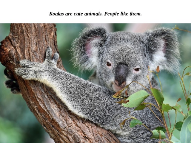 Koalas are cute animals. People like them. 