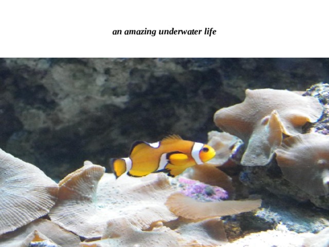 an amazing underwater life 