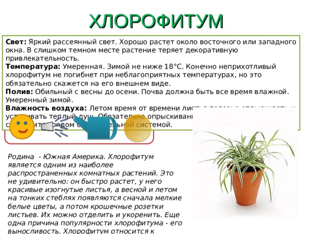 ХЛОРОФИТУМ Свет: Яркий рассеянный свет. Хорошо растет около восточного или западного окна. В слишком темном месте растение теряет декоративную привлекательность. Температура: Умеренная. Зимой не ниже 18°С. Конечно неприхотливый хлорофитум не погибнет при неблагоприятных температурах, но это обязательно скажется на его внешнем виде. Полив: Обильный с весны до осени. Почва должна быть все время влажной. Умеренный зимой. Влажность воздуха: Летом время от времени листья полезно опрыскивать и устраивать теплый душ. Обязательно опрыскивание, если растение содержится рядом с отопительной системой. Родина - Южная Америка. Хлорофитум является одним из наиболее распространенных комнатных растений. Это не удивительно: он быстро растет, у него красивые изогнутые листья, а весной и летом на тонких стеблях появляются сначала мелкие белые цветы, а потом крошечные розетки листьев. Их можно отделить и укоренить. Еще одна причина популярности хлорофитума - его выносливость. Хлорофитум относится к светолюбивым растениям. 