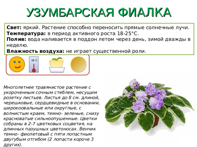 УЗУМБАРСКАЯ ФИАЛКА Свет: яркий. Растение способно переносить прямые солнечные лучи. Температура: в период активного роста 18-25°C. Полив: вода наливается в поддон летом через день, зимой дважды в неделю. Влажность воздуха: не играет существенной роли. 18 С Многолетнее травянистое растение с укороченным сочным стеблем, несущим розетку листьев. Листья до 8 см. длиной, черешковые, сердцевидные в основании, широкоовальные или округлые, с волнистым краем, темно- зеленые, снизу красноватые сильноопушенные. Цветки собраны в 2-7 цветковых соцветия, на длинных пазушных цветоносах. Венчик темно- фиолетовый с пяти лопастным двугубым отгибом (2 лопасти короче 3 других). 