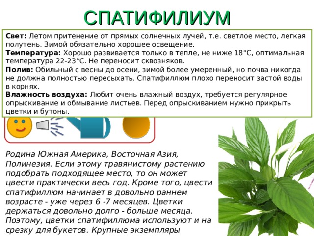 СПАТИФИЛИУМ Свет: Летом притенение от прямых солнечных лучей, т.е. светлое место, легкая полутень. Зимой обязательно хорошее освещение. Температура: Хорошо развивается только в тепле, не ниже 18°C, оптимальная температура 22-23°C. Не переносит сквозняков. Полив: Обильный с весны до осени, зимой более умеренный, но почва никогда не должна полностью пересыхать. Спатифиллюм плохо переносит застой воды в корнях. Влажность воздуха: Любит очень влажный воздух, требуется регулярное опрыскивание и обмывание листьев. Перед опрыскиванием нужно прикрыть цветки и бутоны. Родина Южная Америка, Восточная Азия, Полинезия. Если этому травянистому растению подобрать подходящее место, то он может цвести практически весь год. Кроме того, цвести спатифиллюм начинает в довольно раннем возрасте - уже через 6 -7 месяцев. Цветки держаться довольно долго - больше месяца. Поэтому, цветки спатифиллюма используют и на срезку для букетов. Крупные экземпляры выращивают в кадках. 