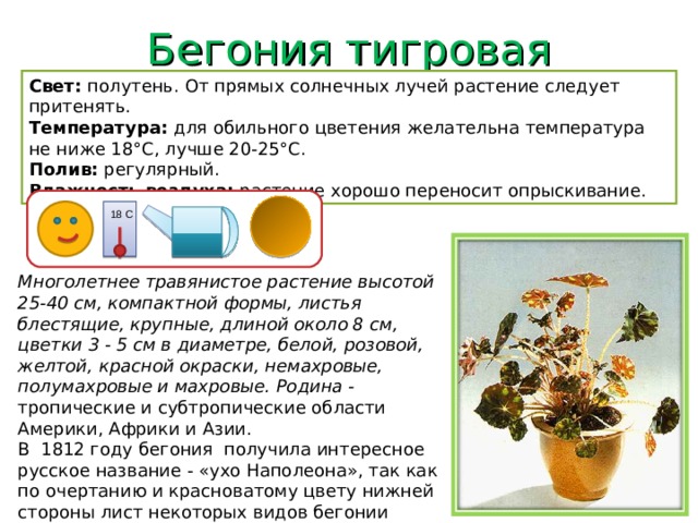 Бегония тигровая Свет: полутень. От прямых солнечных лучей растение следует притенять. Температура: для обильного цветения желательна температура не ниже 18°C, лучше 20-25°C. Полив: регулярный. Влажность воздуха: растение хорошо переносит опрыскивание. 18 С Многолетнее травянистое растение высотой 25-40 см, компактной формы, листья блестящие, крупные, длиной около 8 см, цветки 3 - 5 см в диаметре, белой, розовой, желтой, красной окраски, немахровые, полумахровые и махровые. Родина - тропические и субтропические области Америки, Африки и Азии. В 1812 году бегония получила интересное русское название - «ухо Наполеона», так как по очертанию и красноватому цвету нижней стороны лист некоторых видов бегонии действительно похож на большое отмороженное ухо. 