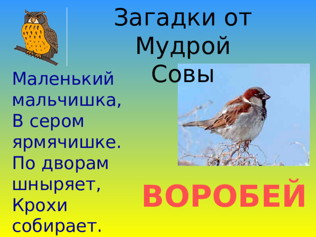 Загадки от Мудрой Совы Маленький мальчишка, В сером ярмячишке. По дворам шныряет, Крохи собирает. ВОРОБЕЙ 