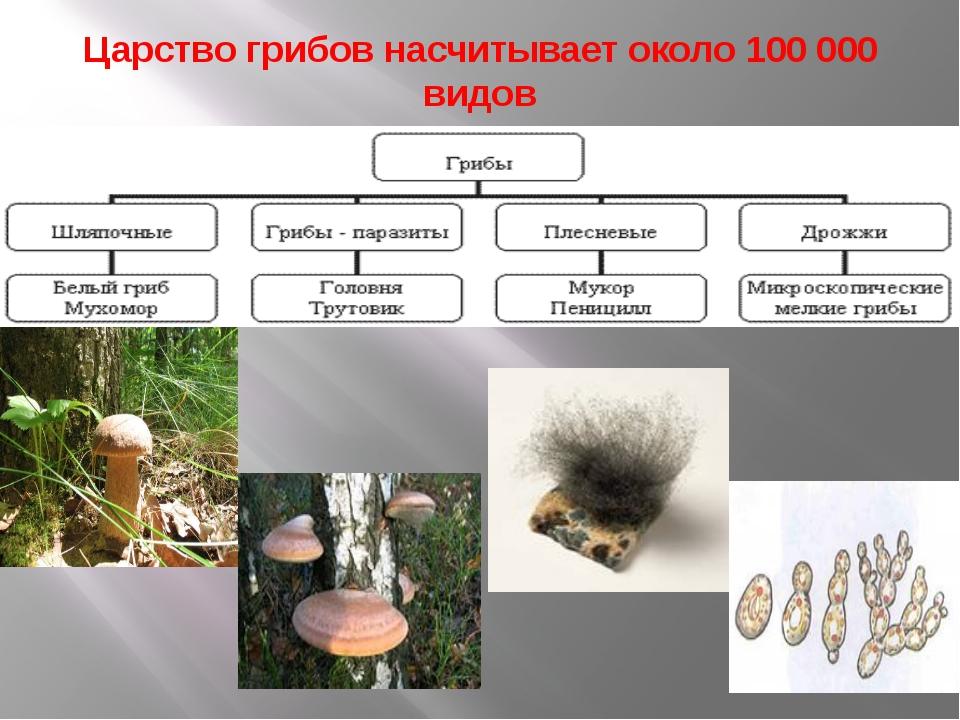 Характеристика царства грибы 5 класс биология презентация