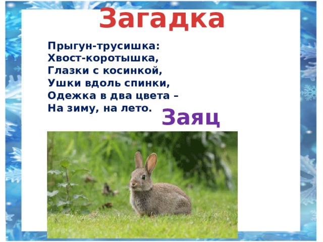 Загадка Прыгун-трусишка:  Хвост-коротышка,  Глазки с косинкой,  Ушки вдоль спинки,  Одежка в два цвета –  На зиму, на лето. Заяц 