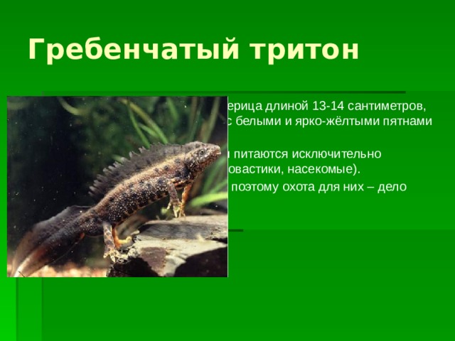Гребенчатый тритон Это небольшая водяная ящерица длиной 13-14 сантиметров, окрашенная в чёрный цвет с белыми и ярко-жёлтыми пятнами различной величины. С раннего возраста тритоны питаются исключительно животной пищей (черви, головастики, насекомые). Тритоны очень плохо видят, поэтому охота для них – дело сложное.  