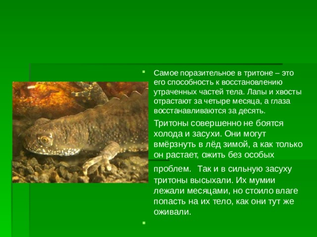 Самое поразительное в тритоне – это его способность к восстановлению утраченных частей тела. Лапы и хвосты отрастают за четыре месяца, а глаза восстанавливаются за десять. Тритоны совершенно не боятся холода и засухи. Они могут вмёрзнуть в лёд зимой, а как только он растает, ожить без особых проблем.  Так и в сильную засуху тритоны высыхали. Их мумии лежали месяцами, но стоило влаге попасть на их тело, как они тут же оживали.    