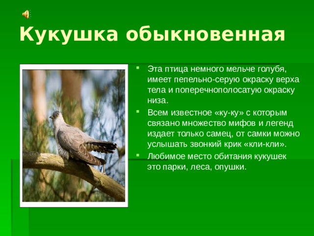 Кукушка обыкновенная Эта птица немного мельче голубя, имеет пепельно-серую окраску верха тела и поперечнополосатую окраску низа. Всем известное «ку-ку» с которым связано множество мифов и легенд издает только самец, от самки можно услышать звонкий крик «кли-кли». Любимое место обитания кукушек это парки, леса, опушки.  