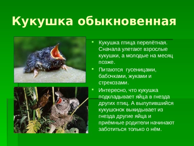 Кукушка обыкновенная Кукушка птица перелётная. Сначала улетают взрослые кукушки, а молодые на месяц позже. Питаются гусеницами, бабочками, жуками и стрекозами. Интересно, что кукушка подкладывает яйца в гнезда других птиц. А вылупившийся кукушонок выкидывает из гнезда другие яйца и приёмные родители начинают заботиться только о нём.  