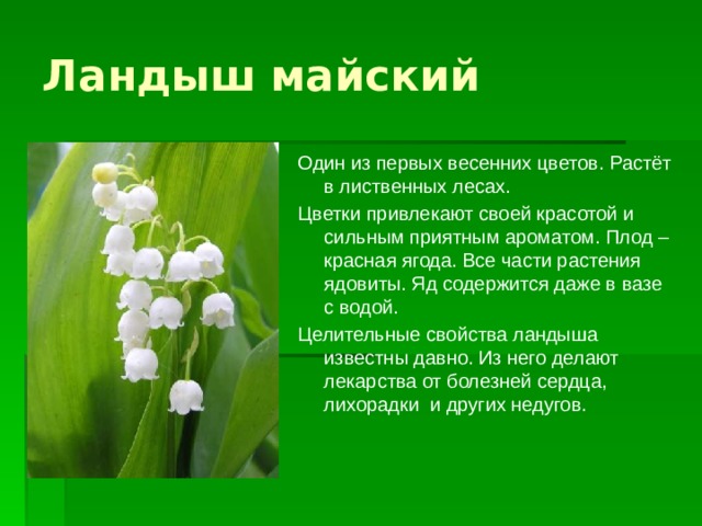 Ландыш майский Один из первых весенних цветов. Растёт в лиственных лесах. Цветки привлекают своей красотой и сильным приятным ароматом. Плод – красная ягода. Все части растения ядовиты. Яд содержится даже в вазе с водой. Целительные свойства ландыша известны давно. Из него делают лекарства от болезней сердца, лихорадки и других недугов.  