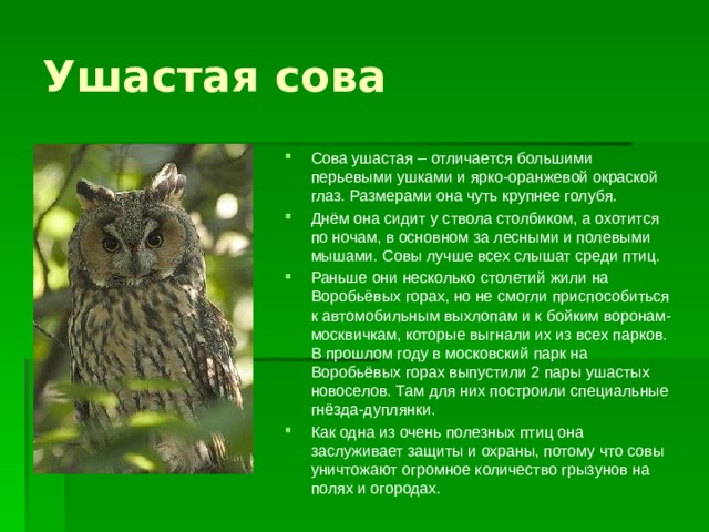 Ушастая сова Сова ушастая – отличается большими перьевыми ушками и ярко-оранжевой окраской глаз. Размерами она чуть крупнее голубя. Днём она сидит у ствола столбиком, а охотится по ночам, в основном за лесными и полевыми мышами. Совы лучше всех слышат среди птиц. Раньше они несколько столетий жили на Воробьёвых горах, но не смогли приспособиться к автомобильным выхлопам и к бойким воронам- москвичкам, которые выгнали их из всех парков. В прошлом году в московский парк на Воробьёвых горах выпустили 2 пары ушастых новоселов. Там для них построили специальные гнёзда-дуплянки. Как одна из очень полезных птиц она заслуживает защиты и охраны, потому что совы уничтожают огромное количество грызунов на полях и огородах.  