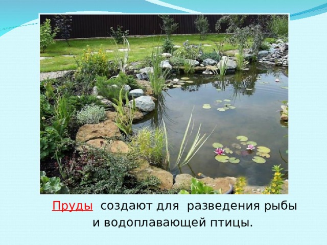   Пруды создают для разведения рыбы   и водоплавающей птицы.  