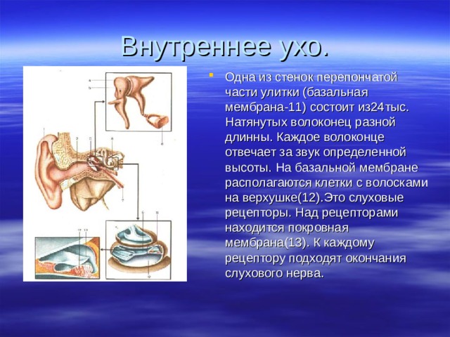 Стенки внутреннего уха