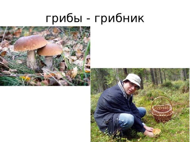 грибы - грибник 