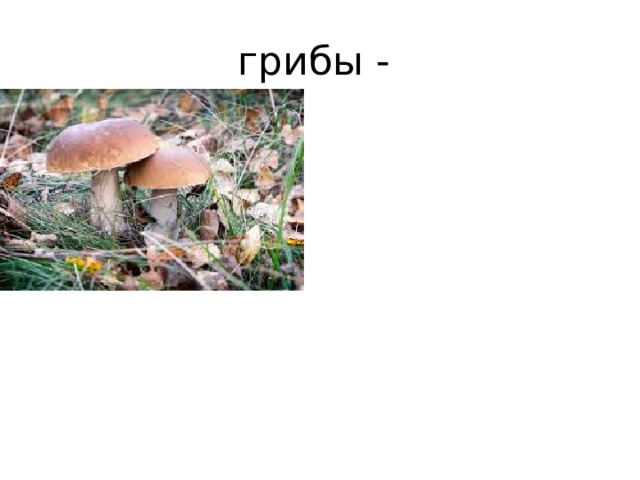 грибы - 