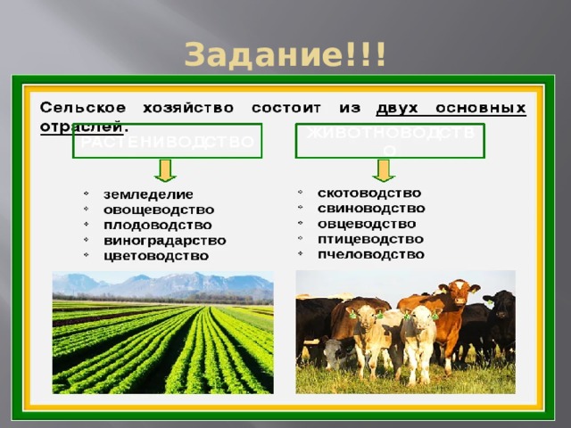 Проект на тему сельское хозяйство 9 класс