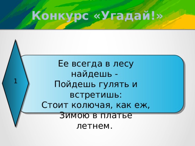 Конкурс «Угадай!» 1 Ее всегда в лесу найдешь - Пойдешь гулять и встретишь: Стоит колючая, как еж, Зимою в платье летнем. 6 