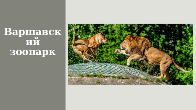 Варшавский зоопарк   