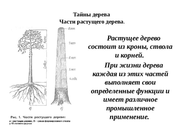 Тайны дерева  Части растущего дерева .   Растущее дерево состоит из кроны, ствола и корней. При жизни дерева каждая из этих частей выполняет свои определенные функции и имеет различное промышленное применение. 