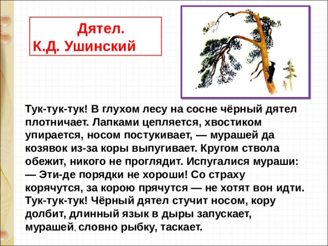  Дятел. К.Д. Ушинский Тук-тук-тук! В глухом лесу на сосне чёрный дятел плотничает. Лапками цепляется, хвостиком упирается, носом постукивает, — мурашей да козявок из-за коры выпугивает. Кругом ствола обежит, никого не проглядит. Испугалися мураши: — Эти-де порядки не хороши! Со страху корячутся, за корою прячутся — не хотят вон идти. Тук-тук-тук! Чёрный дятел стучит носом, кору долбит, длинный язык в дыры запускает, мурашей , словно рыбку, таскает. 