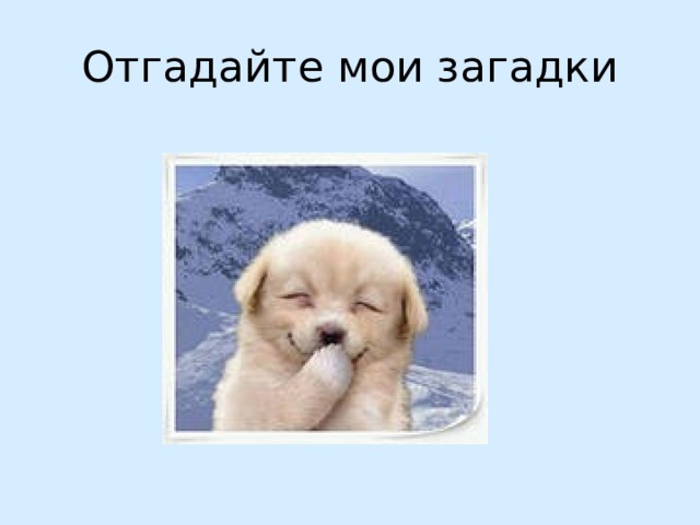 Отгадайте мои загадки 