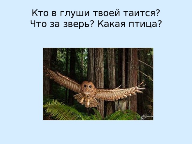 Кто в глуши твоей таится?  Что за зверь? Какая птица? 