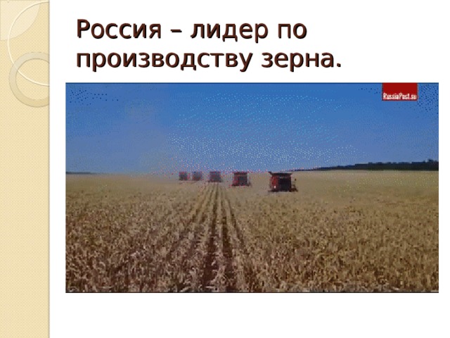 Россия – лидер по производству зерна. 