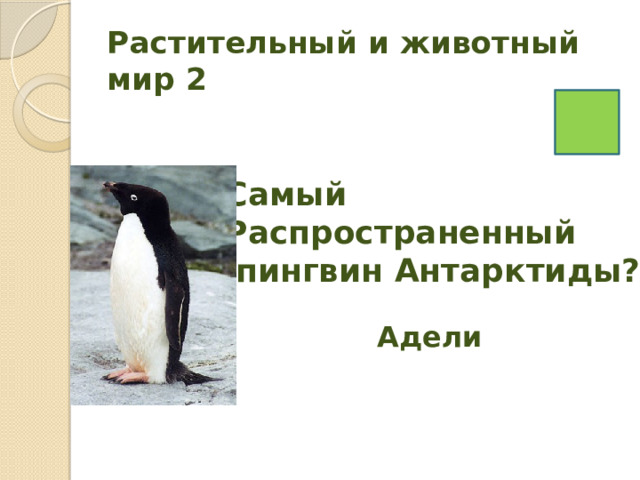 Растительный и животный мир 2 Самый Распространенный  пингвин Антарктиды? Адели 