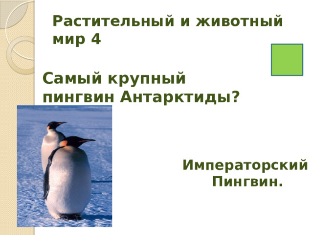 Растительный и животный мир 4 Самый крупный пингвин Антарктиды? Императорский Пингвин. 
