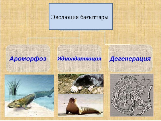 Эволюция бағыттары 