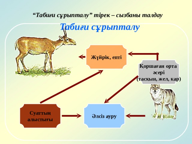 Қолдан сұрыптау Табиғи сұрыпталу 1. Егіншілік пен мал шаруашылығы дамығаннан кейін ғана пайда болады. 1. Тіршілік пайда болғаннан бері үздіксіз жүреді. 2. Қолдан сұрыптау адамның араласуымен болады. 2. Көзге көрінбейді, жүруі білінбейді. 3. Малдардың адамға пайдалы жақтарын жақсарту үшін белгілі жоспар бойынша сұрыптайды. 3. Сұрыпталу кезінде организмге пайдалысы қалып, зияндысы жойылады. 4. Өсімдіктерді де пайдалы белгілерін қажетіне жарату үшін сұрыптайды. 4. Табиғи сұрыпталуға адамның ешқандай қатысы жоқ. 5. Қолдан сұрыптаудың жағымсыз жақтары – пайда болған белгілері организмге зиян. Олар табиғатта дәрменсіз. 5. Ортаға жақсы бейімделгендері қалады, бейімделе алмағандары тіршілігін жояды. 6. Жаңа іріктемелер (өсімдіктерде) мен қолтұқымдар (жануарларда) шығарылады. 6. Қоршаған орта мен популяцияда тепе – теңдік сақталады. 7. Жаңа түрлер пайда болады. 